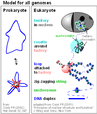 Model for all genomes