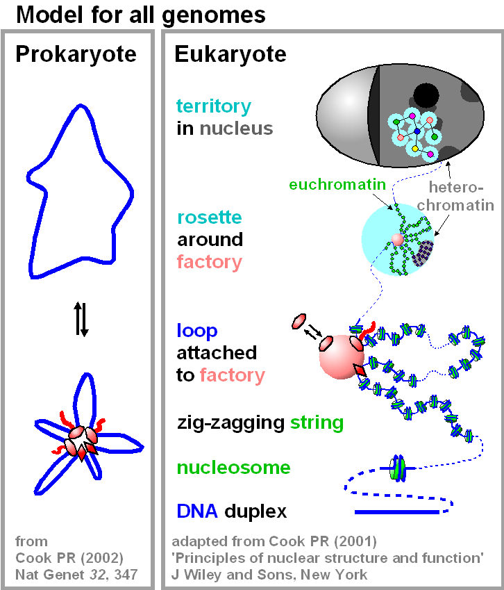 Model for all genomes