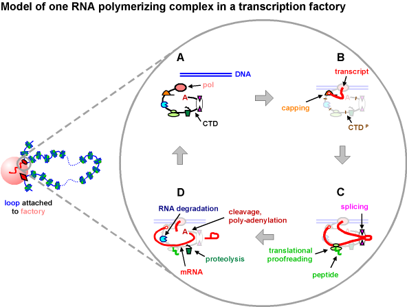 One polymerizing complex in a factory