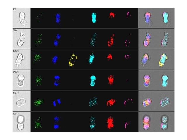 ImageStream X MkII multicolour cell images