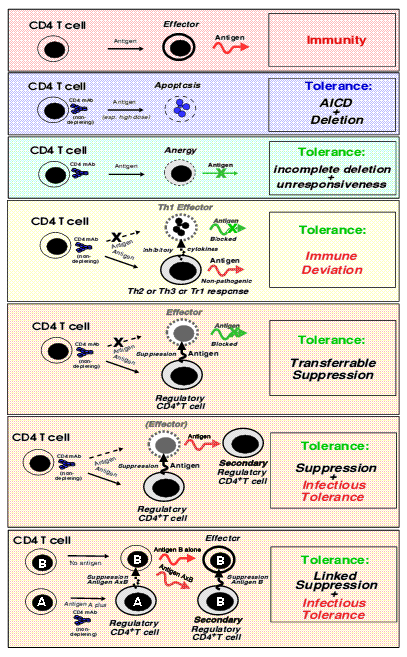 Tolerance mechanisms